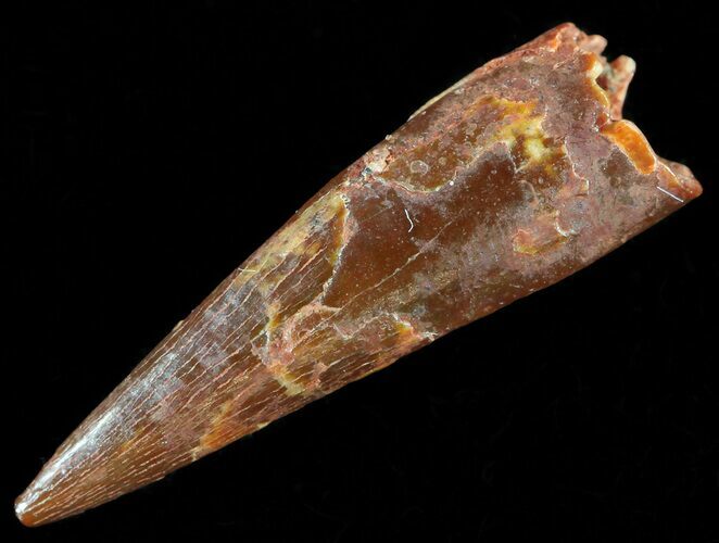 Pterosaur (Siroccopteryx) Tooth - Kem Kem Beds, Morocco #50521